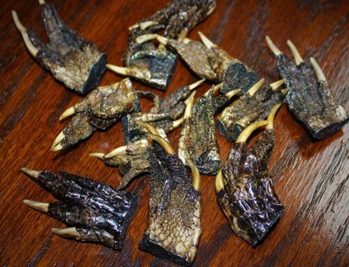 Alligator Claw - Image 2