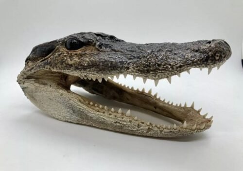 Alligator Head (Louisiana)