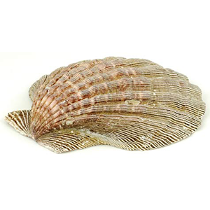 Lion Paw Shell burner